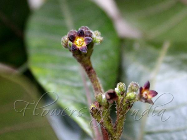 Nerved-Leaf Swallow-Root